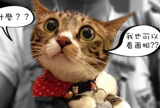 貓咪也能看面相？！研究顯示「貓咪臉型」可發現貓咪個性